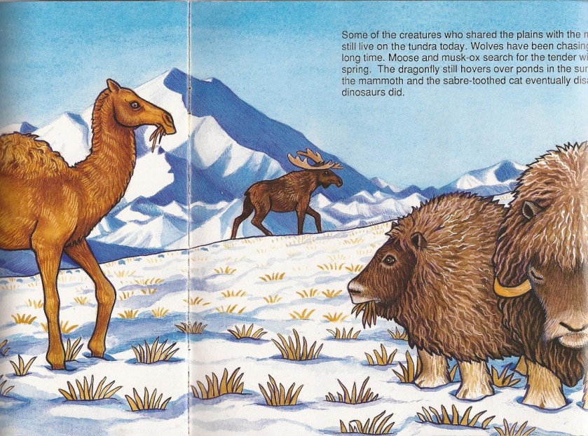 Thunderfeet Bering camel musk ox