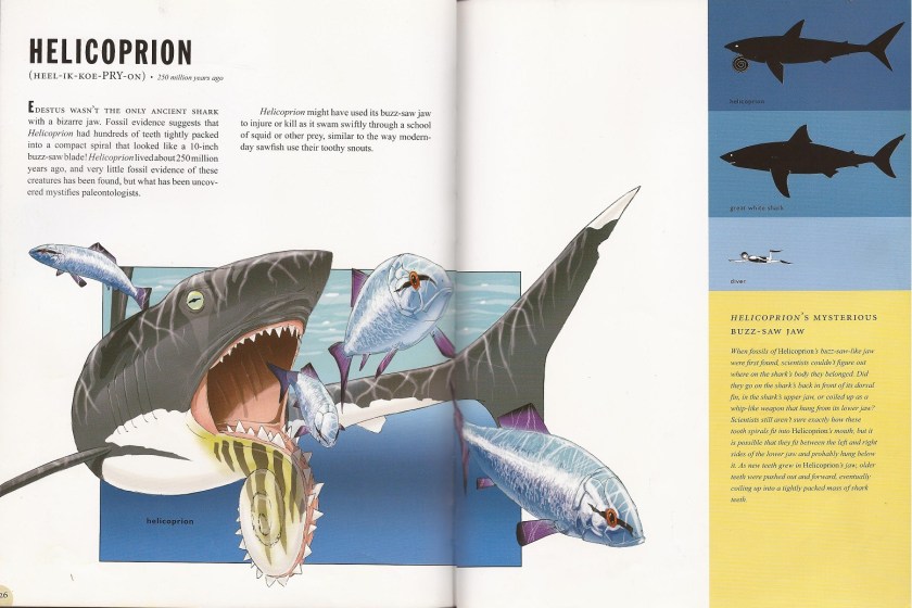 PaleoSharks Helicoprion full