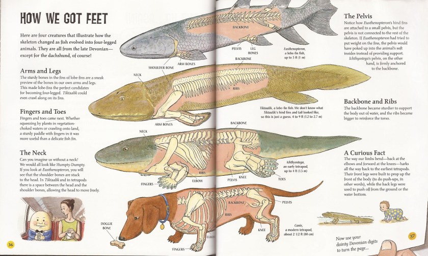 When Fish Got Feet tetrapods