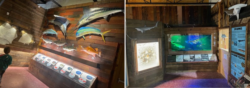 Whiteside ichthyology 2