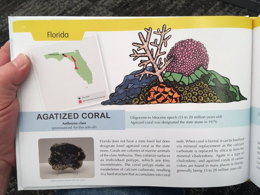 Florida Agatized Coral