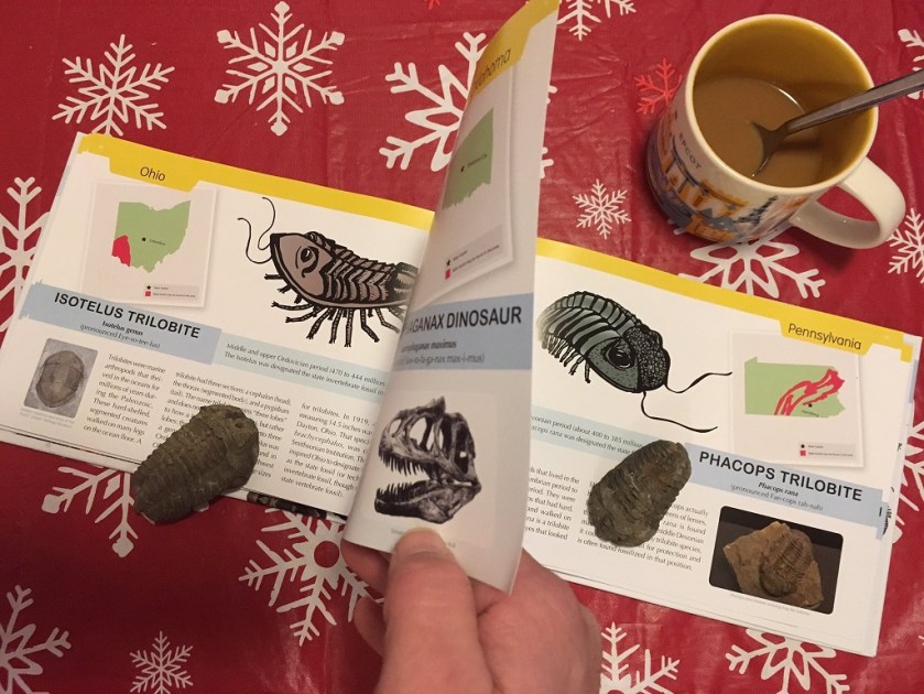 Ohio Isotelus &amp; Pennsylvania Phacops