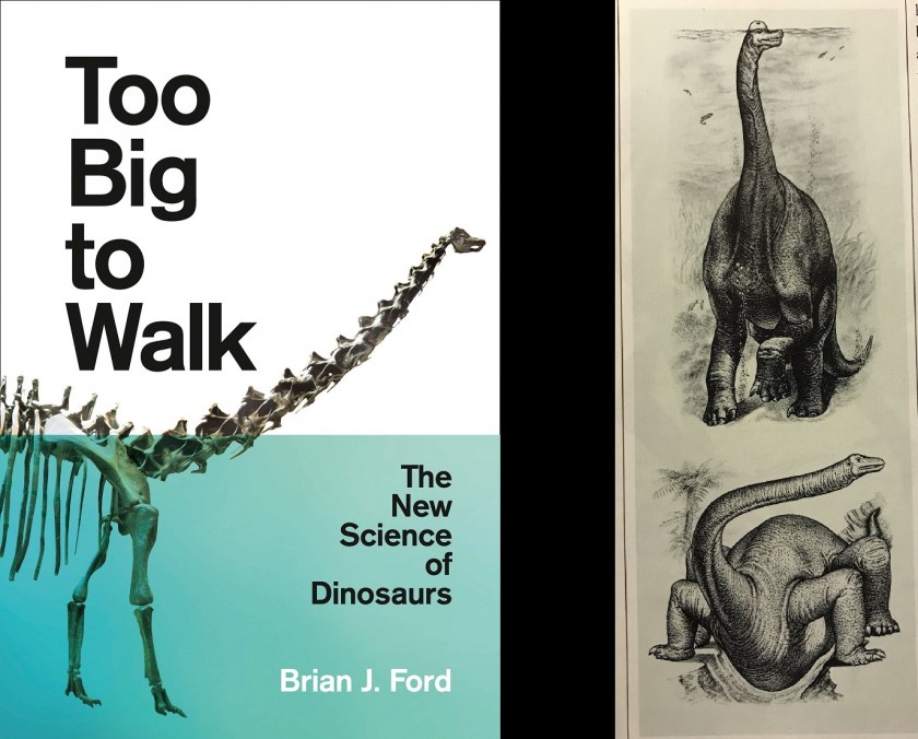 Too Big To Walk cover