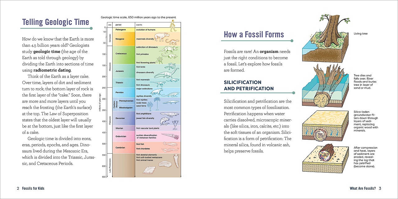 Fossils For Kids – Dino Dad Reviews