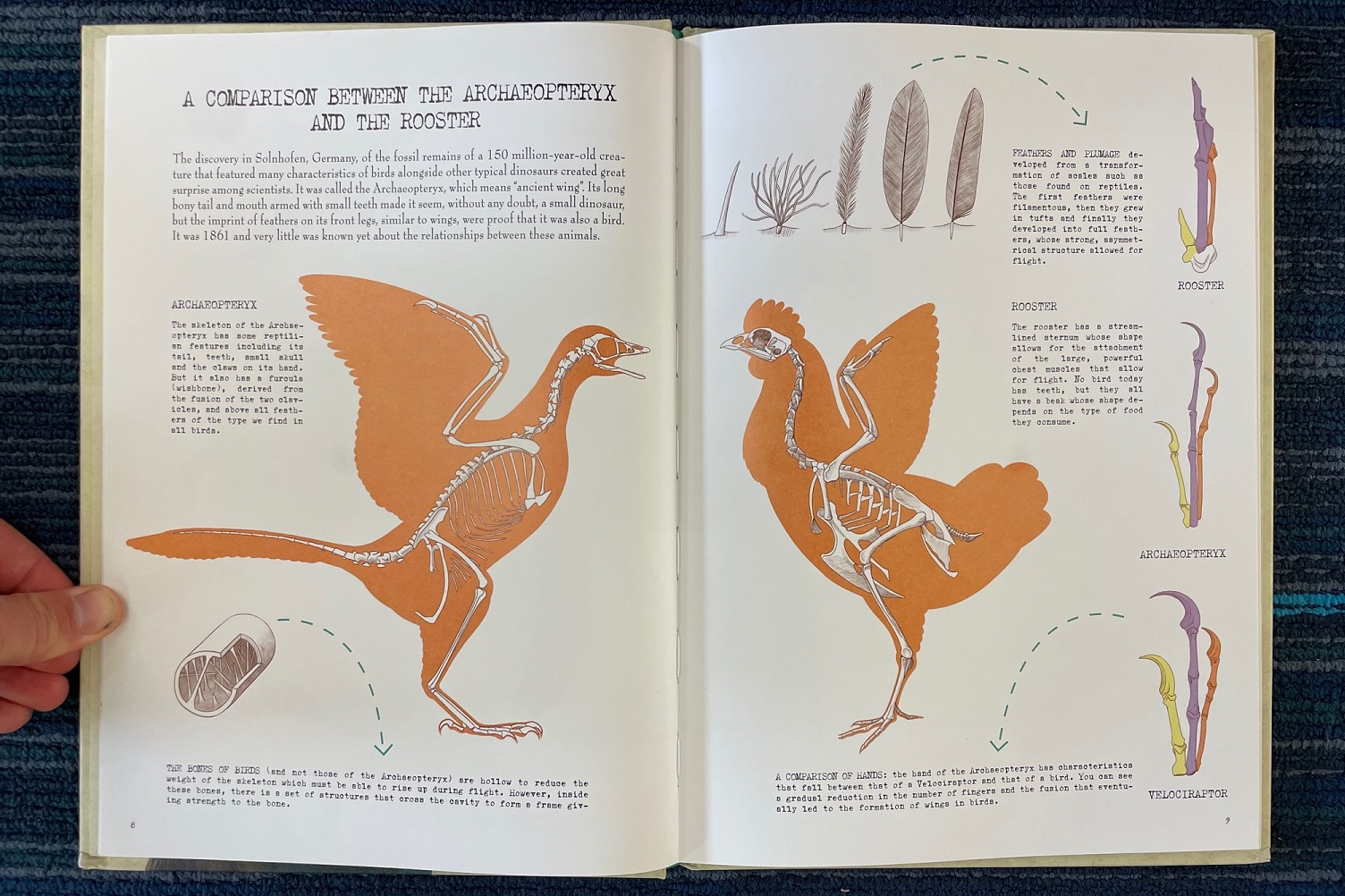 This Chicken is a T-REX! – Dino Dad Reviews